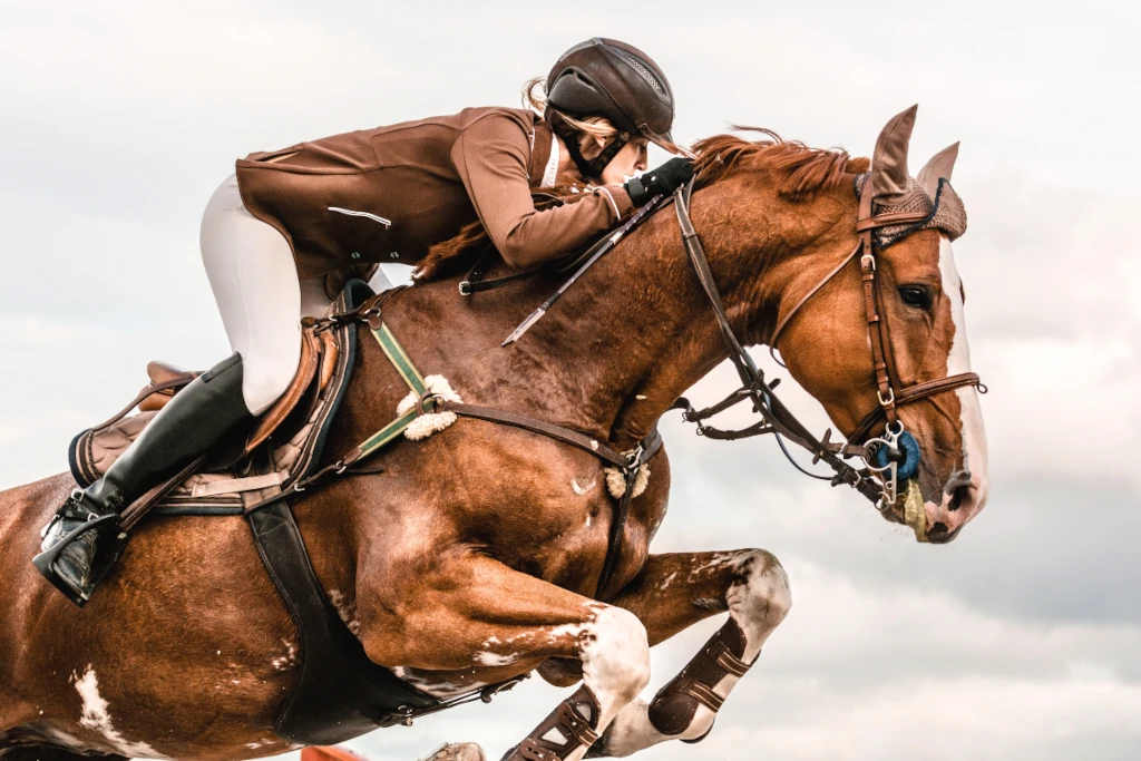 czempion.pl czapraki dla koni